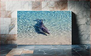 Πίνακας, Dolphin in Clear Waters Δελφίνι σε Καθαρά Νερά