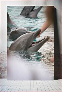 Πίνακας, Dolphins at Play Τα δελφίνια στο παιχνίδι