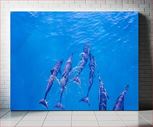 Πίνακας, Dolphins Swimming in Blue Waters Δελφίνια που κολυμπούν στα γαλάζια νερά