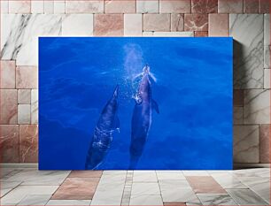 Πίνακας, Dolphins Swimming in Ocean Δελφίνια που κολυμπούν στον ωκεανό