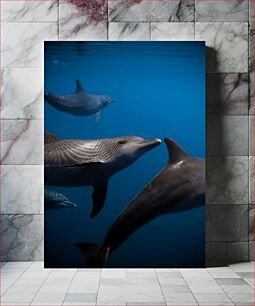 Πίνακας, Dolphins Underwater Δελφίνια Υποβρύχια
