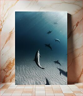 Πίνακας, Dolphins Underwater Δελφίνια Υποβρύχια