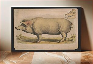 Πίνακας, Domestic pig