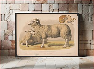 Πίνακας, Domestic sheep