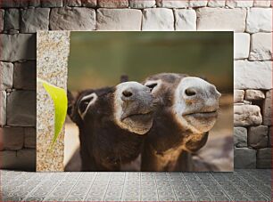 Πίνακας, Donkey Close-up Κοντινό πλάνο γάιδαρου