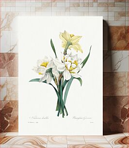 Πίνακας, Double Daffodil by Pierre-Joseph Redouté (1759–1840)