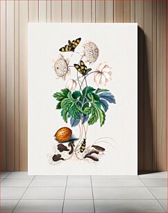Πίνακας, Double flower cultivar of Wood anemone, Painted handmaiden moth, Blister beetle, Spanish fly and Sawyer beetle from the Natural History Cabinet of Anna Blackburne (1768) by