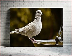 Πίνακας, Dove at a Water Fountain Περιστέρι σε μια βρύση