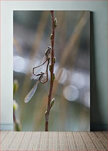 Πίνακας, Dragonflies on a Branch Λιβελλούλες σε ένα κλαδί