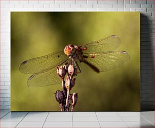 Πίνακας, Dragonfly Close-Up Dragonfly Close-up