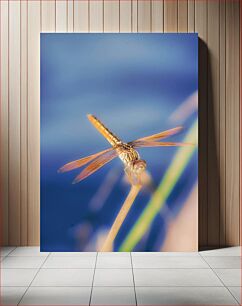Πίνακας, Dragonfly in Nature Dragonfly στη φύση