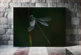 Πίνακας, Dragonfly on a Blade of Grass Dragonfly on a Blade of Grass