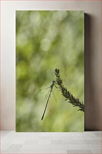 Πίνακας, Dragonfly on a Branch Dragonfly σε ένα κλαδί