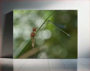 Πίνακας, Dragonfly on a Branch Dragonfly σε ένα κλαδί