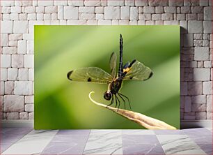 Πίνακας, Dragonfly on a Leaf Dragonfly σε ένα φύλλο