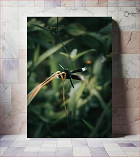 Πίνακας, Dragonfly on a Leaf Dragonfly σε ένα φύλλο