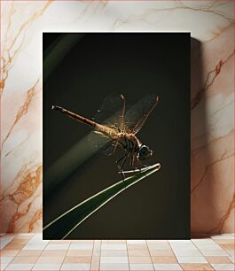 Πίνακας, Dragonfly on a Leaf Dragonfly σε ένα φύλλο