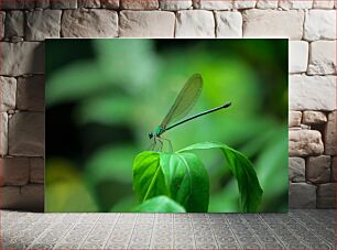 Πίνακας, Dragonfly on a Leaf Dragonfly on a Leaf