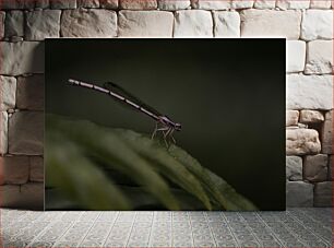 Πίνακας, Dragonfly on a Leaf Dragonfly on a Leaf