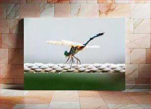 Πίνακας, Dragonfly on a Rope Dragonfly on a Rope