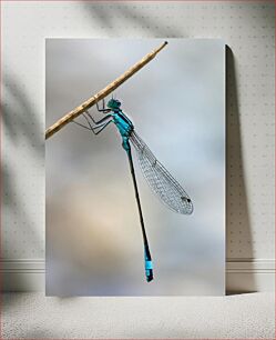 Πίνακας, Dragonfly on a Stick Dragonfly on a Stick