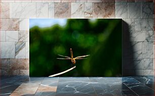 Πίνακας, Dragonfly on a Twig Dragonfly σε ένα κλαδί