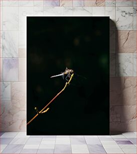 Πίνακας, Dragonfly on a Twig Dragonfly σε ένα κλαδί