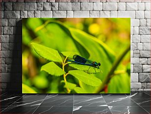 Πίνακας, Dragonfly on Leaf Dragonfly on Leaf