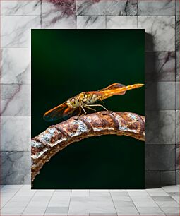 Πίνακας, Dragonfly on Rusty Metal Dragonfly on Rusty Metal