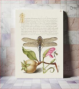 Πίνακας, Dragonfly, Pear, Carnation, and Insect from Mira Calligraphiae Monumenta or The Model Book of Calligraphy (1561–1596) by Georg Bocskay and Joris Hoefnagel