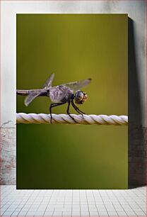 Πίνακας, Dragonfly Perched on a Rope Dragonfly σκαρφαλωμένη σε ένα σχοινί