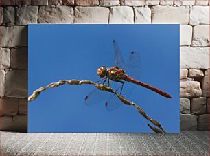Πίνακας, Dragonfly Perched on Branch Dragonfly σκαρφαλωμένη στο κλαδί