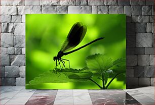 Πίνακας, Dragonfly Resting on a Leaf Dragonfly που στηρίζεται σε ένα φύλλο