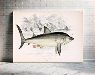 Πίνακας, Draw of a basking shark (Cetorhinus maximus) by Jonathan Couch