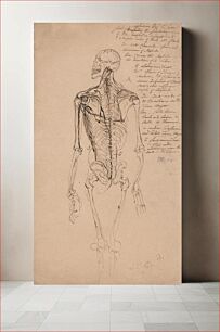 Πίνακας, Drawing of a Man's Skeleton by James Ward