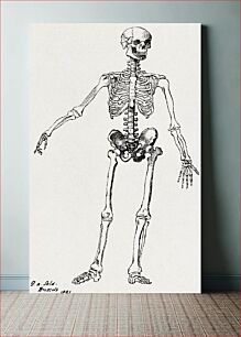 Πίνακας, Drawing of a Skeleton (1881), vintage illustration by George Augustus Sala