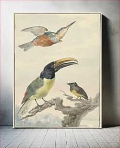 Πίνακας, Drie vogels: een IJsvogel, een Prins von Wied's Toekan en een Organist (ca. 1720–1792) by Aert Schouman