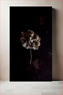 Πίνακας, Dried Flower on Dark Background Αποξηραμένο λουλούδι σε σκούρο φόντο