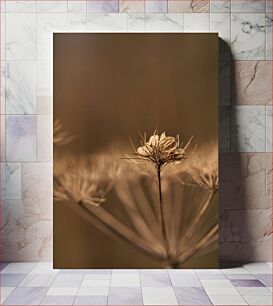 Πίνακας, Dried Wildflower Close-up Κοντινό πλάνο αποξηραμένο αγριολούλουδο