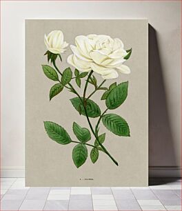 Πίνακας, Ducher rose, vintage flower illustration by François-Frédéric Grobon
