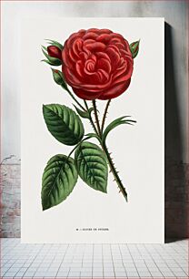Πίνακας, Ducher's Glory Rose, vintage flower illustration by François-Frédéric Grobon