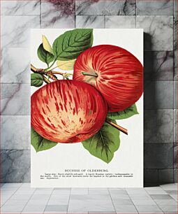 Πίνακας, Duchess of Oldenburg apples lithograph from Botanical Specimen published by Rochester Lithographing and Printing Company