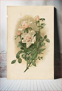 Πίνακας, Duchesse de Vallombrosa Roses