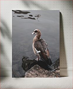 Πίνακας, Duck at the Edge of the Lake Πάπια στην άκρη της λίμνης