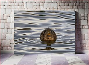 Πίνακας, Duck Floating on Water Πάπια που επιπλέει στο νερό