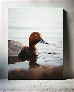 Πίνακας, Duck in Calm Water Πάπια σε ήρεμο νερό