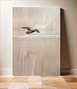 Πίνακας, Duck in Flight Over Calm Water Πάπια σε πτήση πάνω από ήρεμο νερό