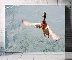 Πίνακας, Duck in Flight Over Water Πάπια σε πτήση πάνω από το νερό