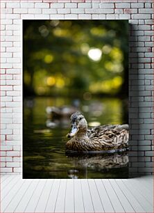 Πίνακας, Duck in Pond Πάπια στη λίμνη