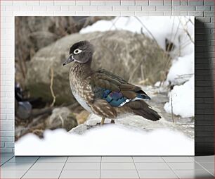 Πίνακας, Duck in Snowy Landscape Πάπια σε χιονισμένο τοπίο